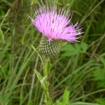 Appearance of a Thistle