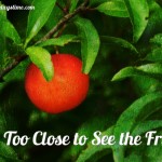 Too Close to See the Fruit