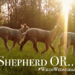 The Shepherd Or… #WilcoWednesday